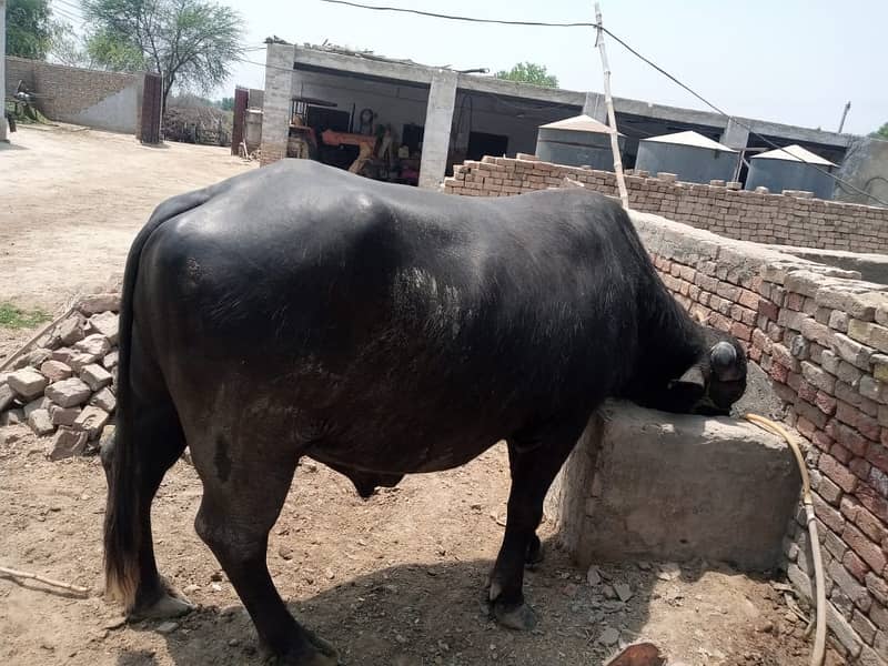 Buffalo 0