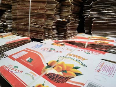 Mango by export company