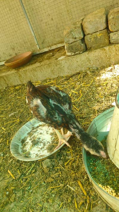 aseel chicks 