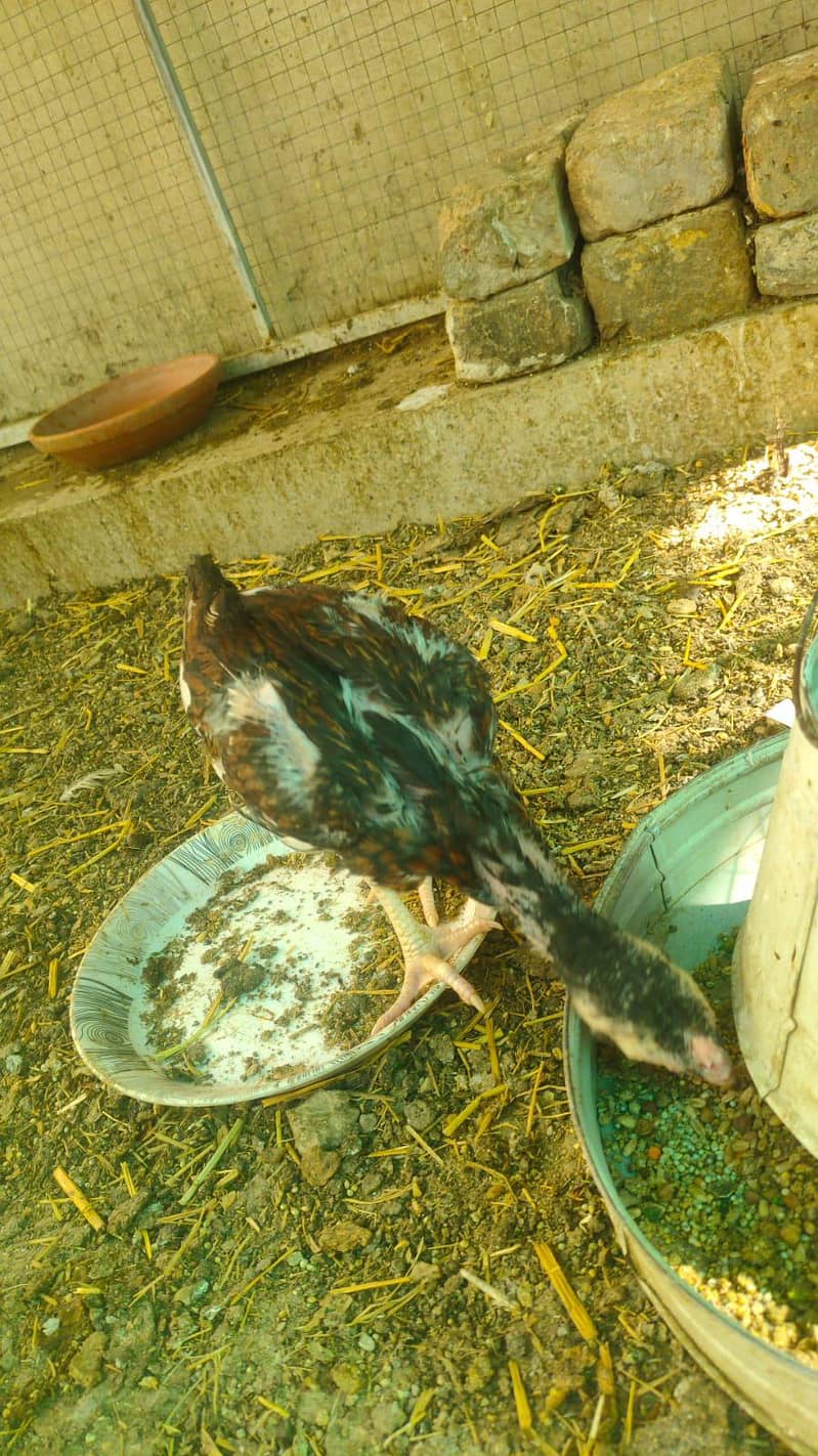 aseel chicks  0