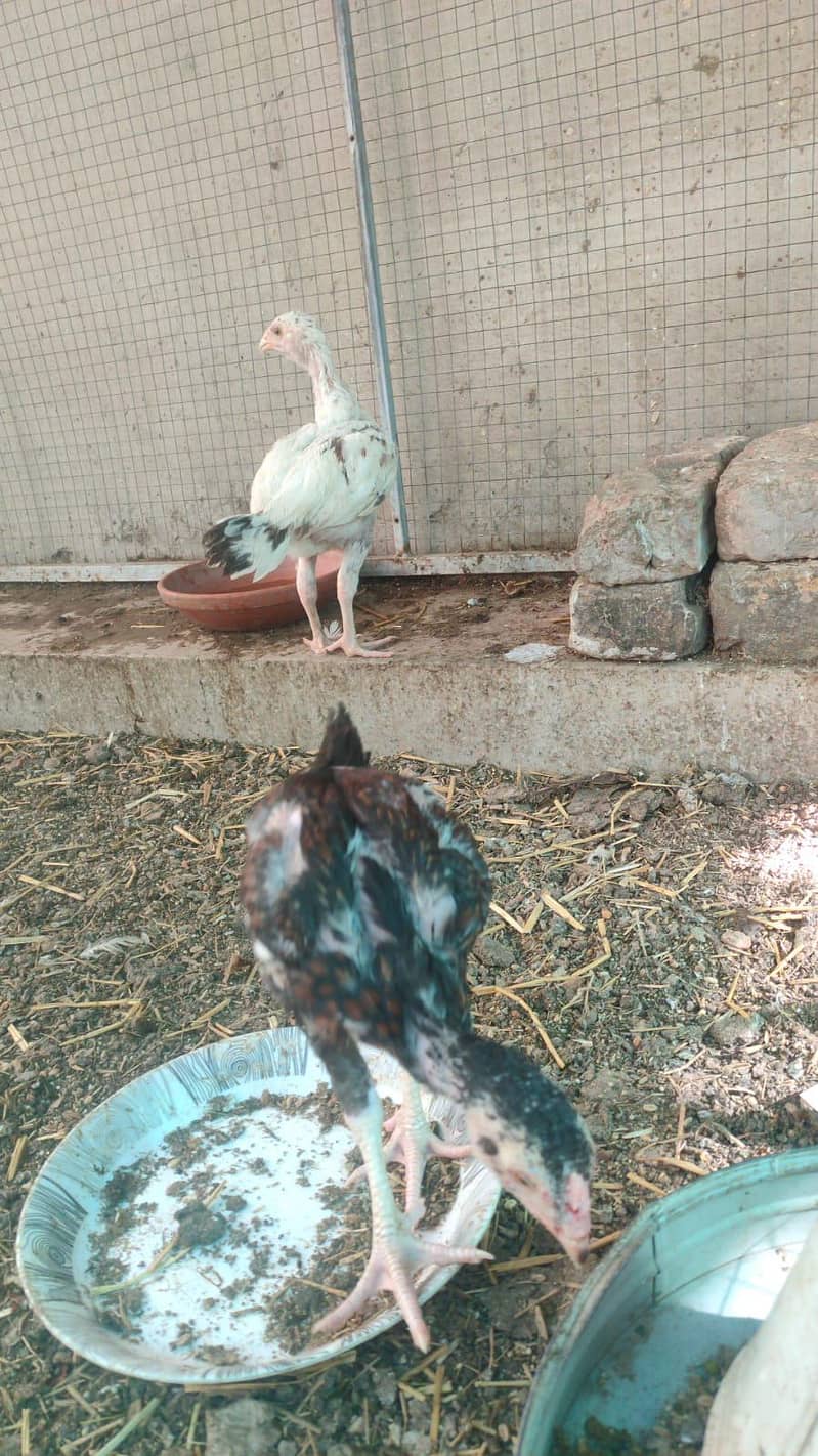 aseel chicks  1