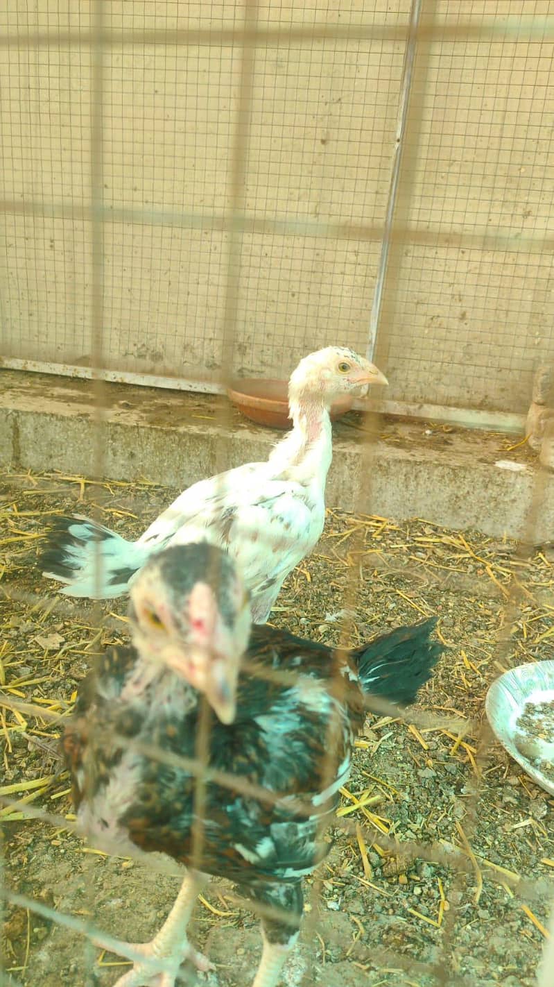 aseel chicks  2