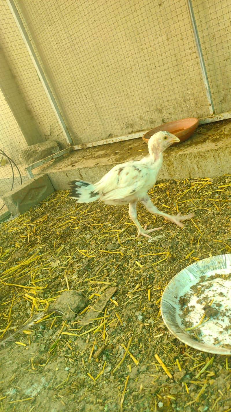 aseel chicks  3