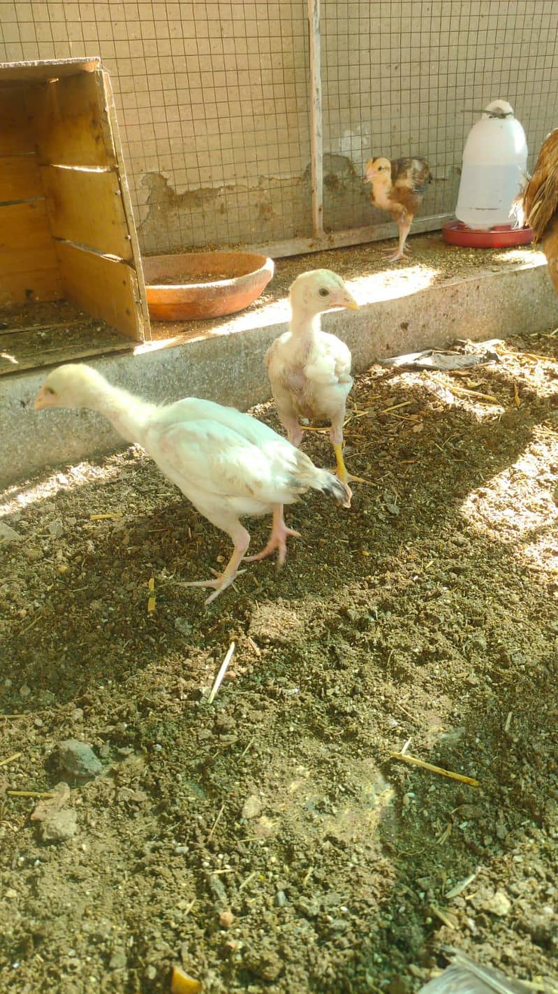 aseel chicks  4