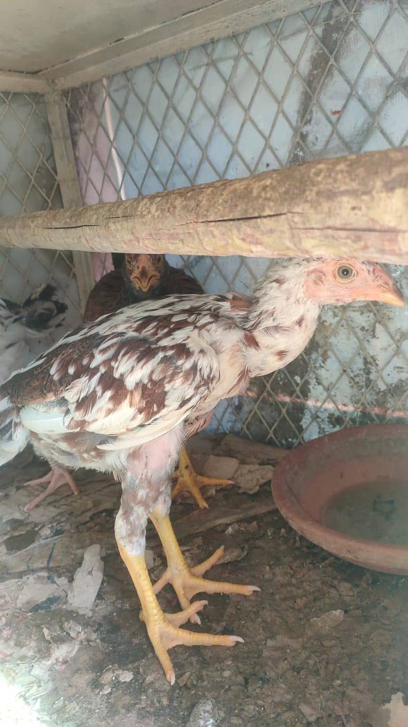 aseel chicks  5