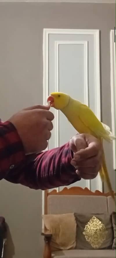 Yellow or Blue Ringneck pair