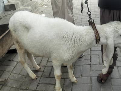 For Qurbani 2026, two healthy dumbe sall,full active