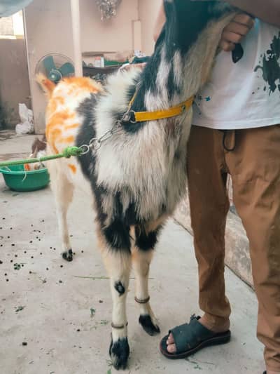 Bakra jori for sale healthy and active