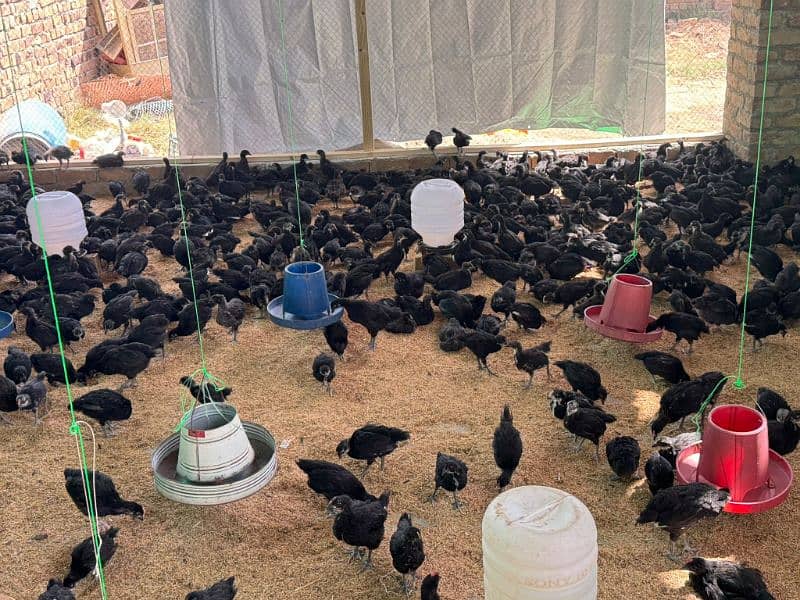 Australorp chuza 1