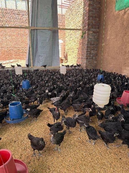 Australorp chuza 2