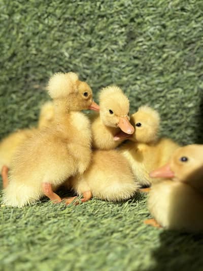 Fancy Duck , Crested duck , Ducklings