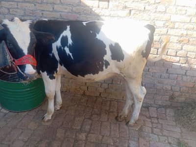 Khubsurat Vehri for sale