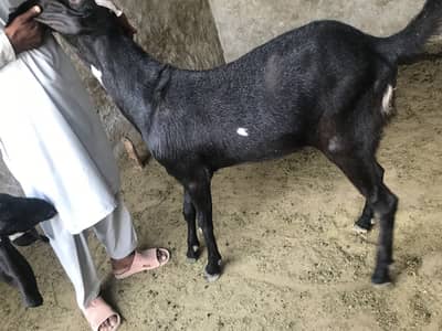 2 dant bakra healthy active