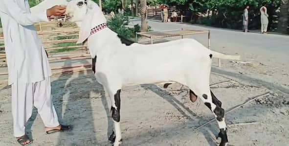 Qurbani ke Liye Bakra For Sale call _ 03102729869