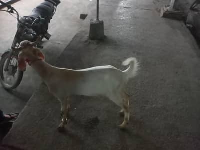 do daant khassi bakra karachi