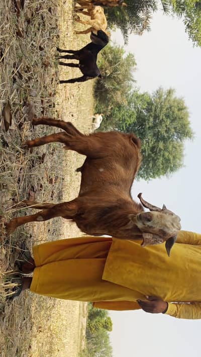 goats for sale