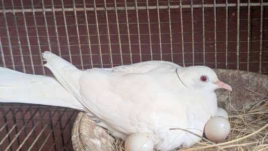 white dove