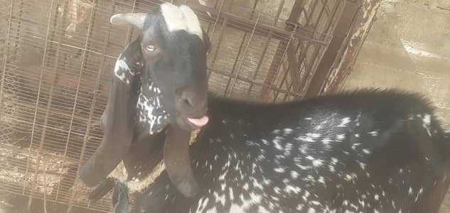 Bakra Ando breeder