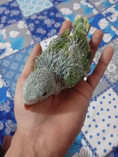 ringneck baby