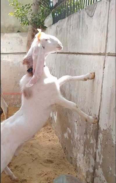 Ghar ka Pala hua Gulabi aandu bakra, fresh 2daant ho rahaa he,14month