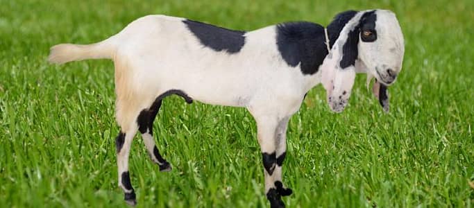 Male goat for urgent sale