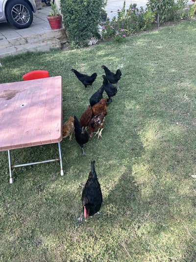RIR and Australorp for Sale