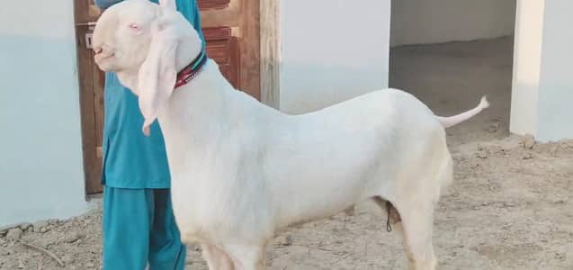 Qurbani ke Liye Bakra For Sale call _ 03102729869