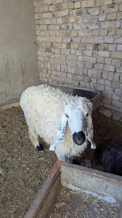 Male Sheeps For Qurbani. Price is for Each only