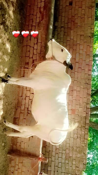 qurbani k Liye bail or gay jori hy ak bhi mil sakta hy