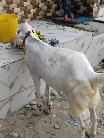 khassi bakra