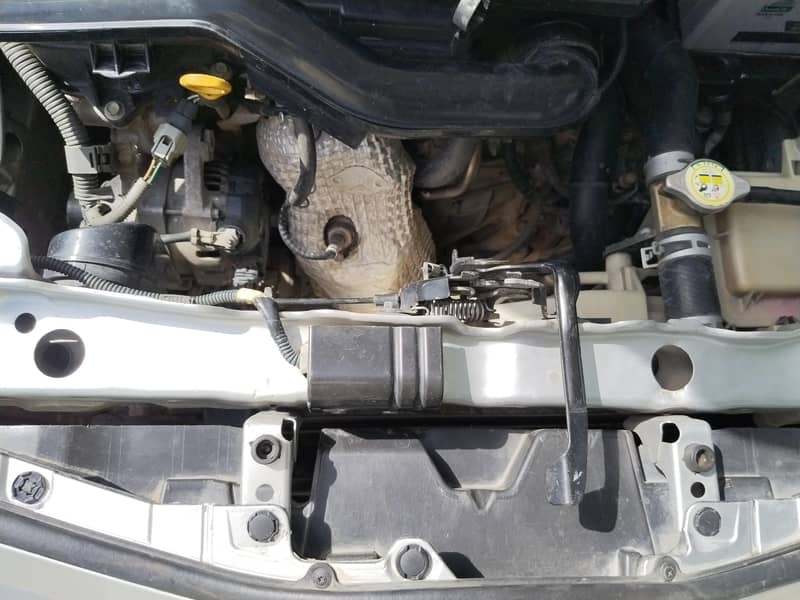 vitz spider shape 13