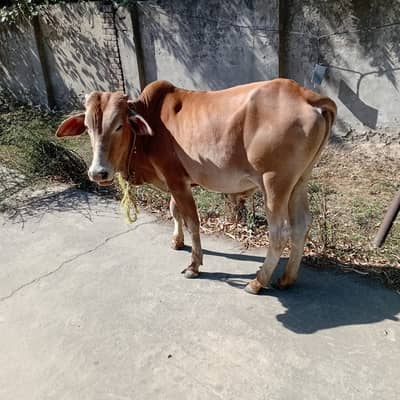 Pure desi danggar