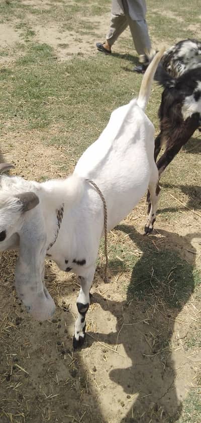 2 Goats for 1 Lac