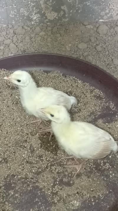 Black Shoulder Chicks