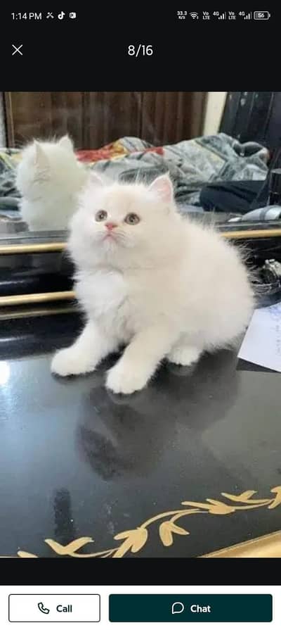 Persian cat for sale my WhatsApp number  03703659905