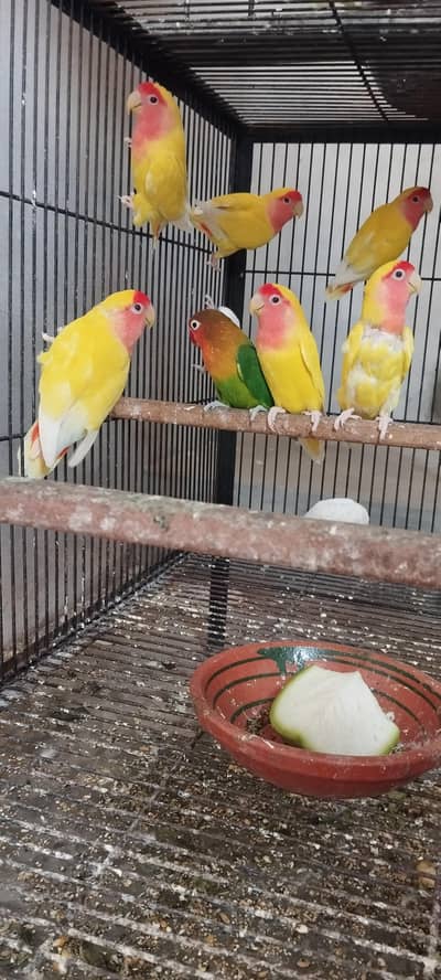 lovebird common Latino green fisher female breader