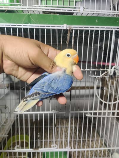 Love birds