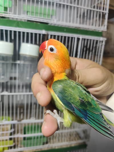 Love birds
