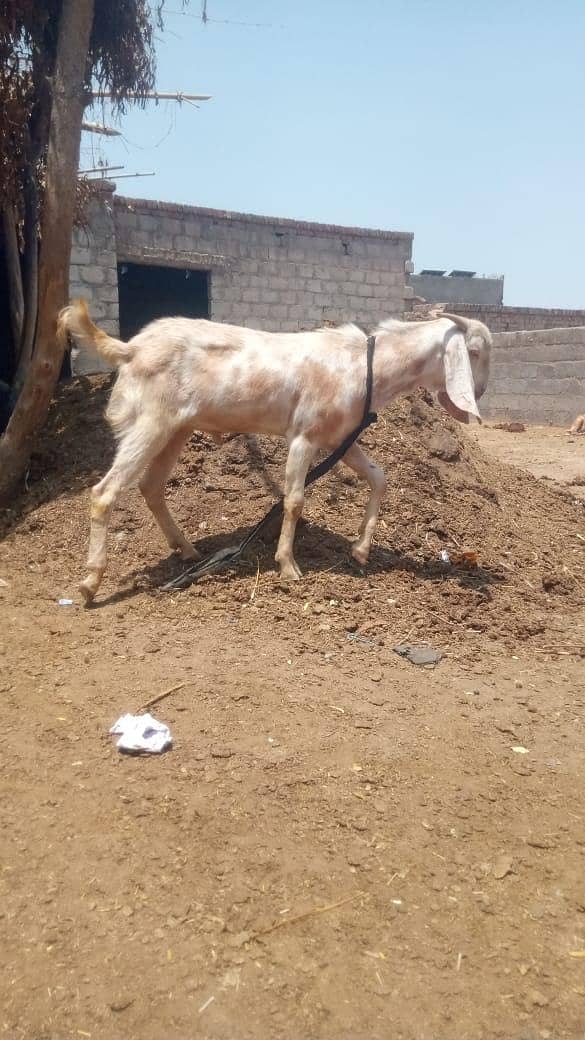 Bakra 0