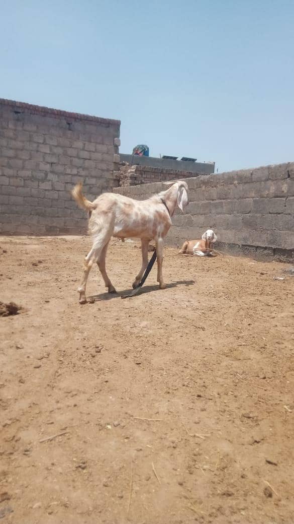 Bakra 1