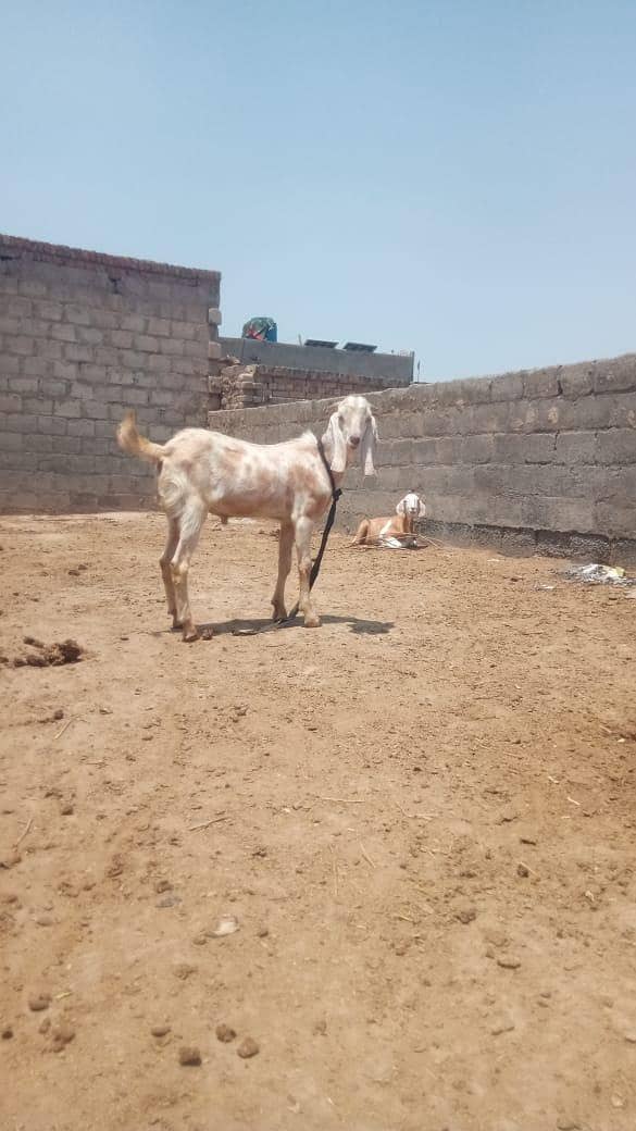 Bakra 2