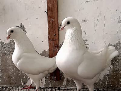 White king fancy pigeons ( kabootar) for sale