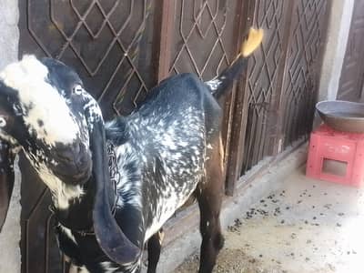 makhi cheena bakra