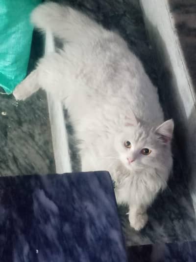  Beautiful Persian Cat For Sale  Name: Bella 