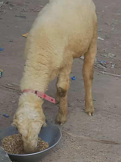 Mondra male sheep