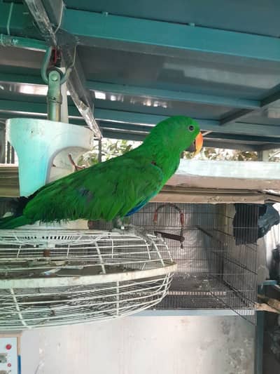 Eclectus for sale