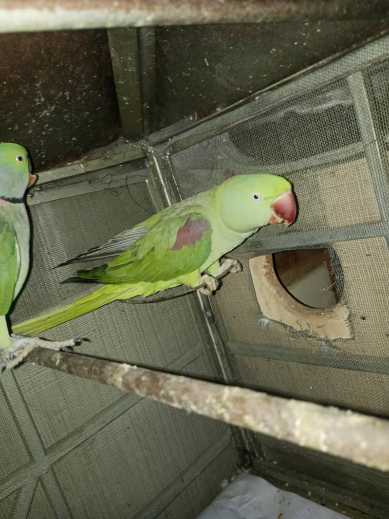 Raw breeder pair 0