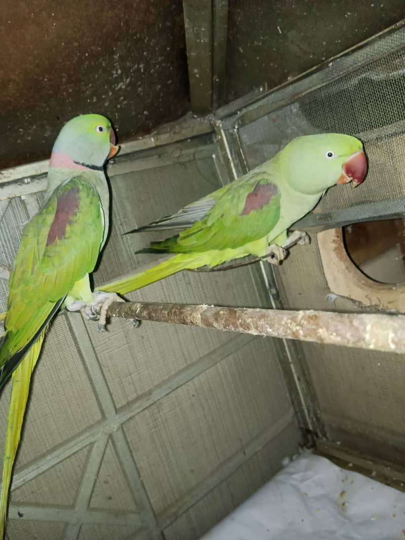 Raw breeder pair 1