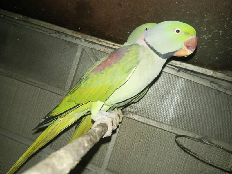 Raw breeder pair 2