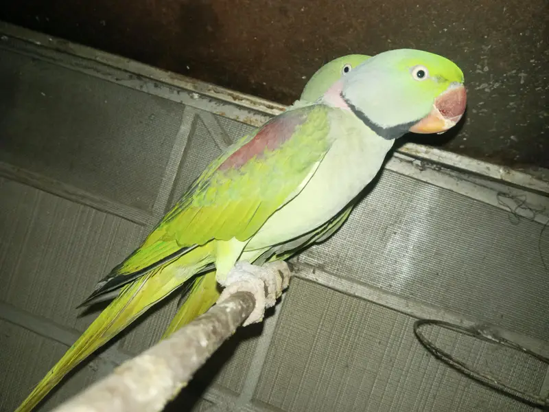 Raw breeder pair — photo 3